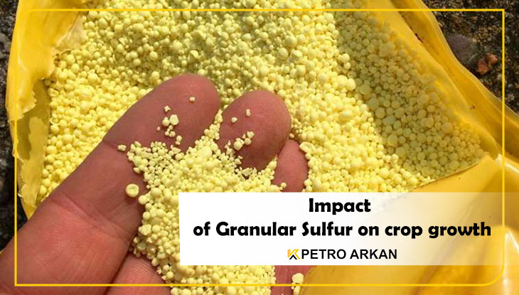 Impact of Granular Sulfur on crop growth