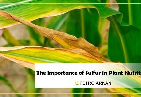 The Importance of Sulfur in Plant nutrition